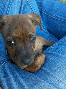 This is Brownie. She is our new puppy. Half of the time she is small and sweet. Half of the time she is a goblin. Either way, the name fits.